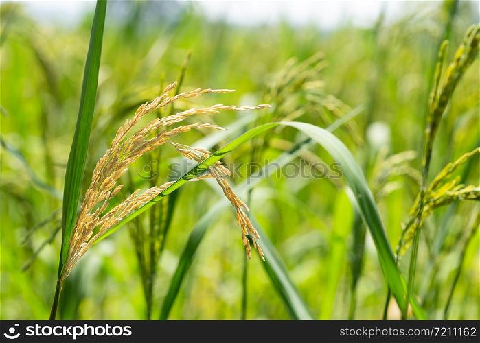Damaged rice in rice fields