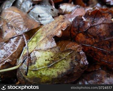 Damp leaves. Damp dirty leaf pile as a background