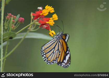 Danaus genutia, Common tiger butterfly, Maharashtra, India