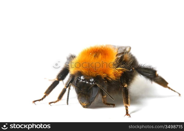 dance aerobic bumble bee isolated on white background