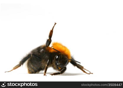 dance aerobic bumble bee isolated on white background