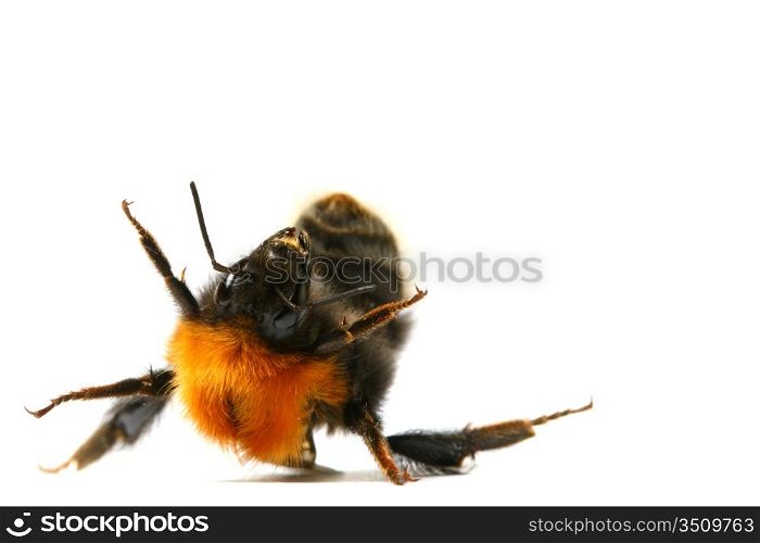 dance aerobic bumble bee isolated on white background