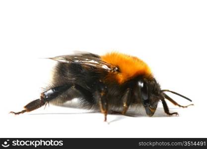 dance aerobic bumble bee isolated on white background