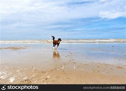 Dancing Horse on the North Sea Coast in Zealand, Netherlands
