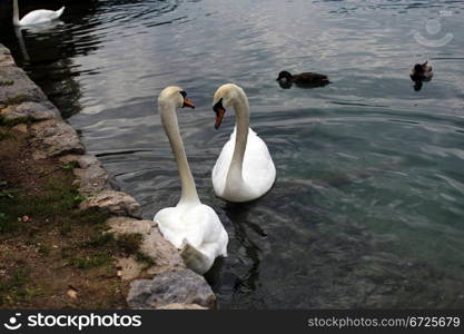 Dancing swans