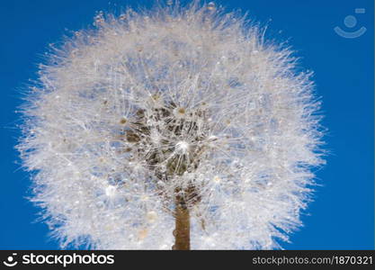 Dandelion