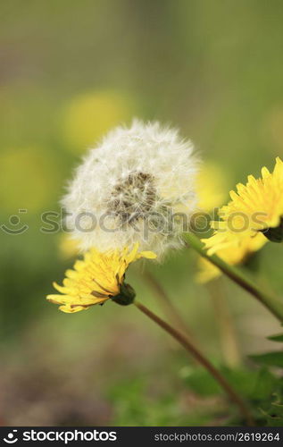 Dandelion