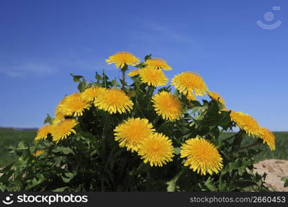 Dandelion