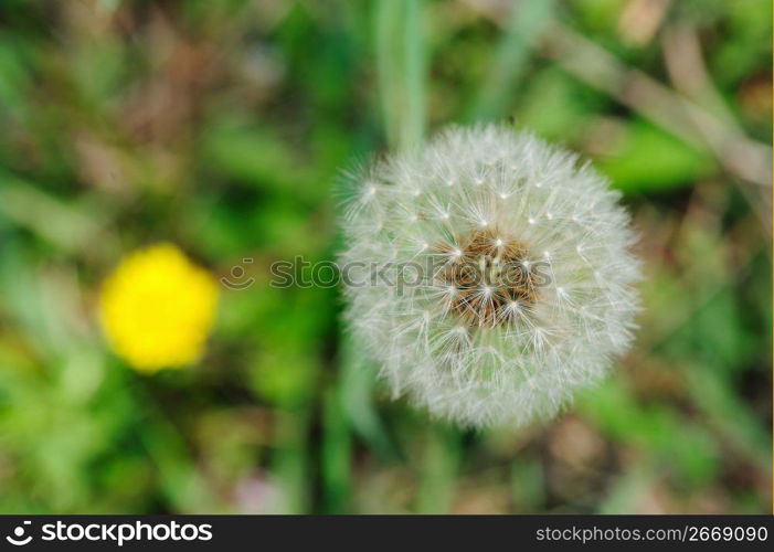 Dandelion