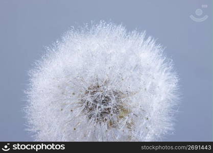 Dandelion