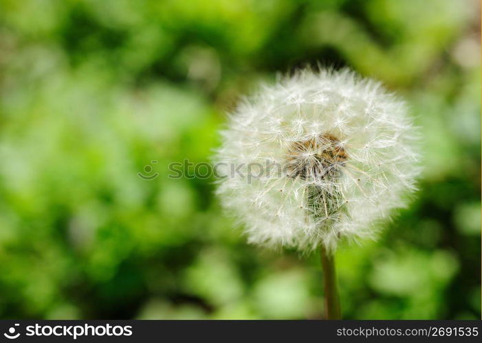 Dandelion