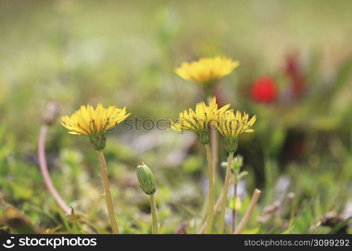 Dandelion