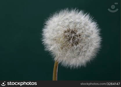 Dandelion