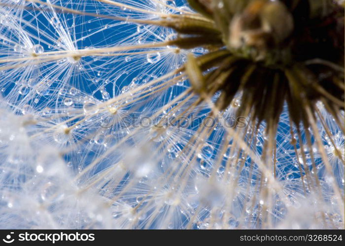 Dandelion