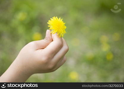 Dandelion