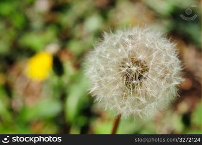 Dandelion