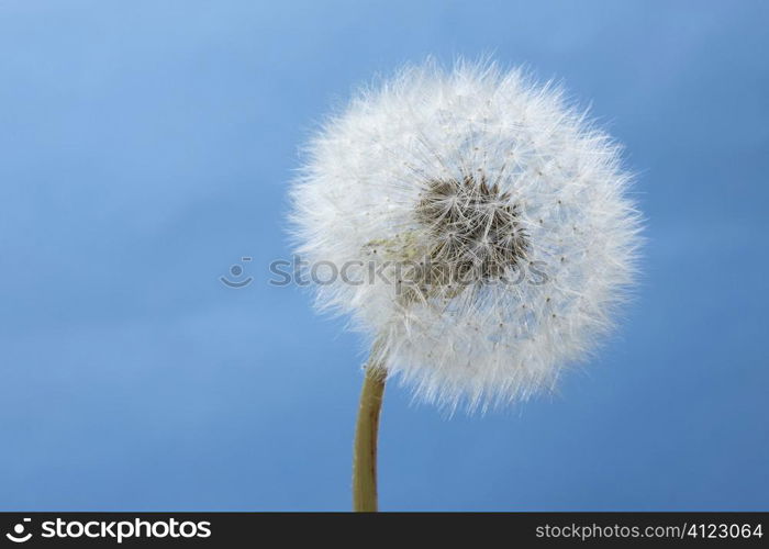 Dandelion