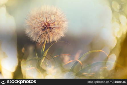 Dandelion