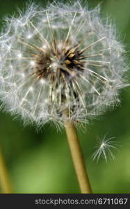 Dandelion