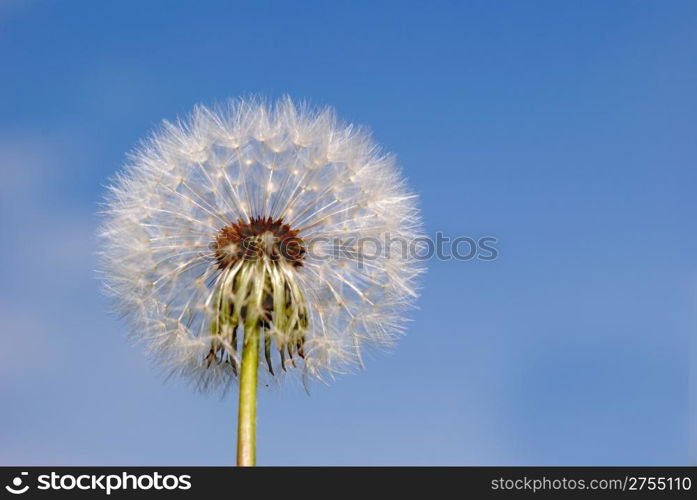 Dandelion. A spring flower on a background of the blue sky