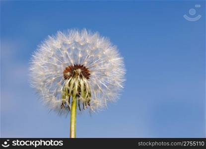 Dandelion. A spring flower on a background of the blue sky