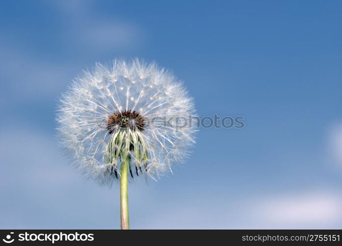 Dandelion. A spring flower on a background of the blue sky