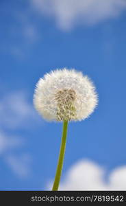 Dandelion and blue sky