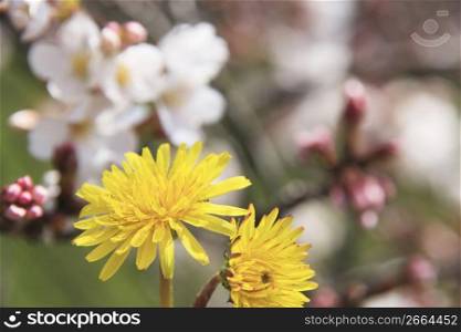 Dandelion and cherry blossoms