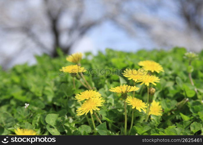 Dandelion and Cherry tree