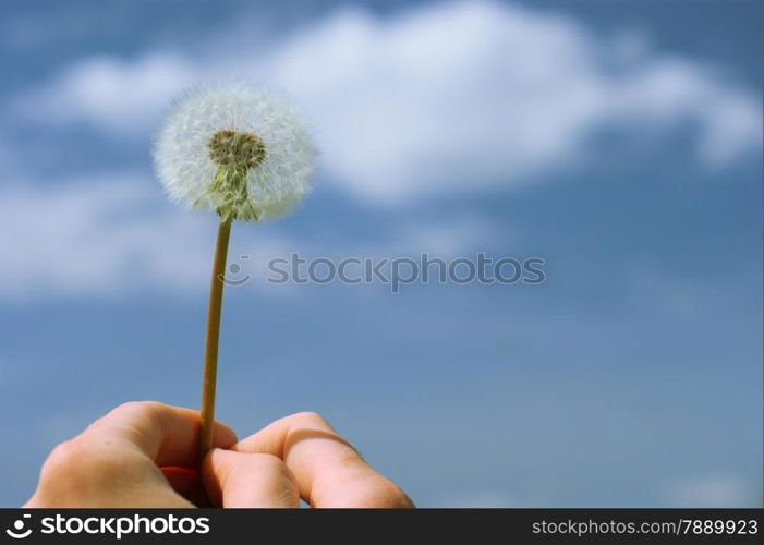 Dandelion blow-ball head on the sky