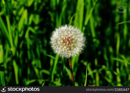 dandelion blowball on a background of fresh green grass