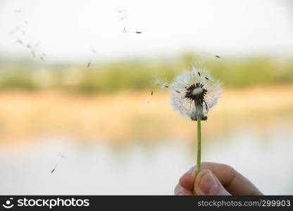 Dandelion blowed in air closeup