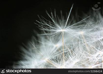 Dandelion bracts close-up: is a globe of fine filaments that are usually distributed by wind