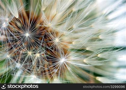 Dandelion bracts close-up: is a globe of fine filaments that are usually distributed by wind