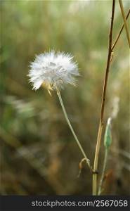 Dandelion clock growing in Tuscany, Italy.