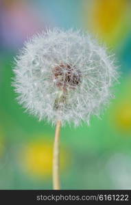 Dandelion close up and dew drops isolated