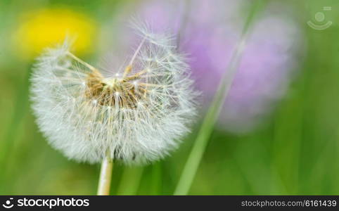 Dandelion close up isolated in spring garden