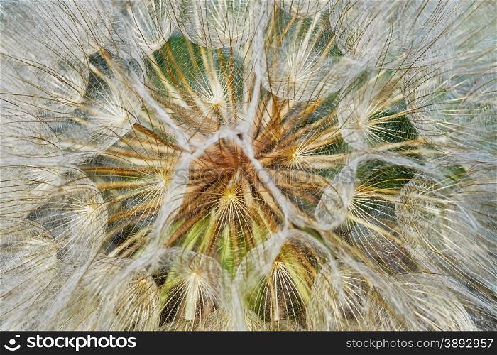 Dandelion closeup. Dandelion closeup (texture)