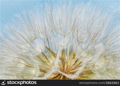 Dandelion closeup. Dandelion closeup (texture)
