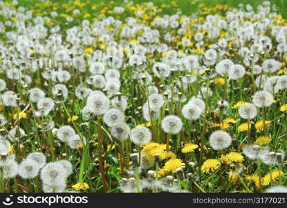 Dandelion field