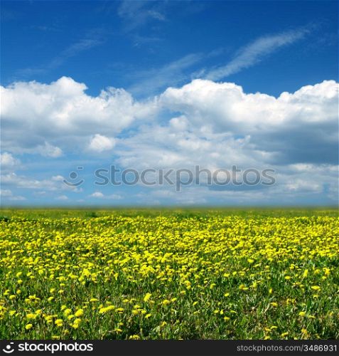 dandelion field green and yellow colors lanscape