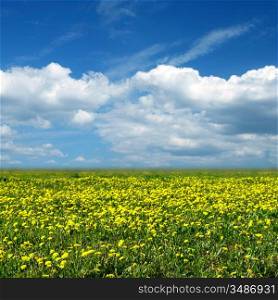 dandelion field green and yellow colors lanscape