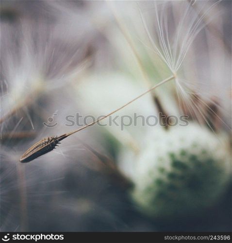 dandelion flower                               