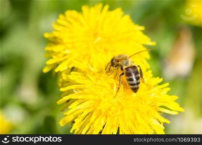 Dandelion flower and a bee close-up collects nectar.