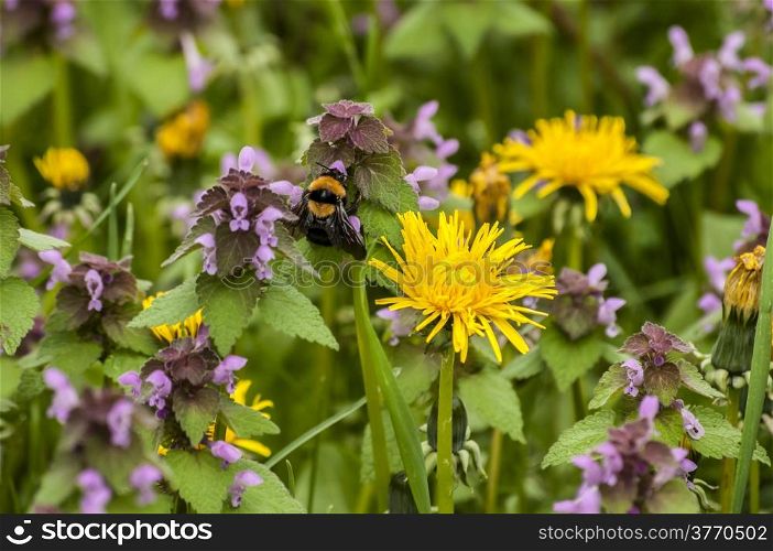 Dandelion flower, fresh nettles and bumblebee closeup