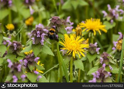 Dandelion flower, fresh nettles and bumblebee closeup