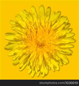 Dandelion flower isolated on yellow background. Bright yellow dandelion close up. Flower head. Monochrome. Dandelion flower isolated on yellow background. Bright yellow dandelion close up. Flower head.