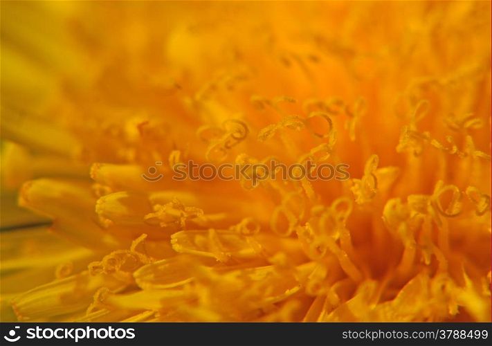 Dandelion flower macro
