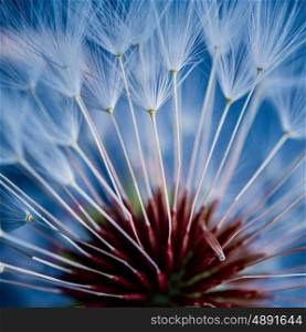 dandelion flower plant