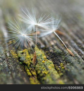 dandelion flower seed in the nature